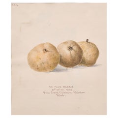 Botanische Aquarellzeichnung des 19. Jahrhunderts, Ne Plus Meuris, datiert 1863, Kent