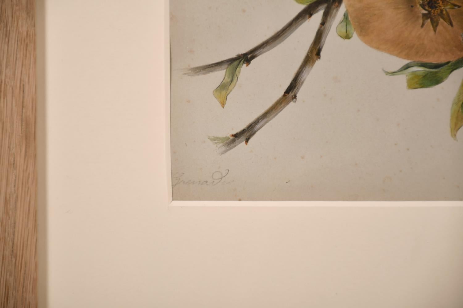 Künstler/Schule: Englische Schule, 19. Jahrhundert, undeutlich signiert in der unteren Ecke.

Titel: Botanische Studie zweier Äpfel mit einem Zweig neben ihnen.

Zeichnung in Aquarell auf Papier:

Größe: Bild: 9,75 x 6,5 Zoll, Gesamtrahmen: 17