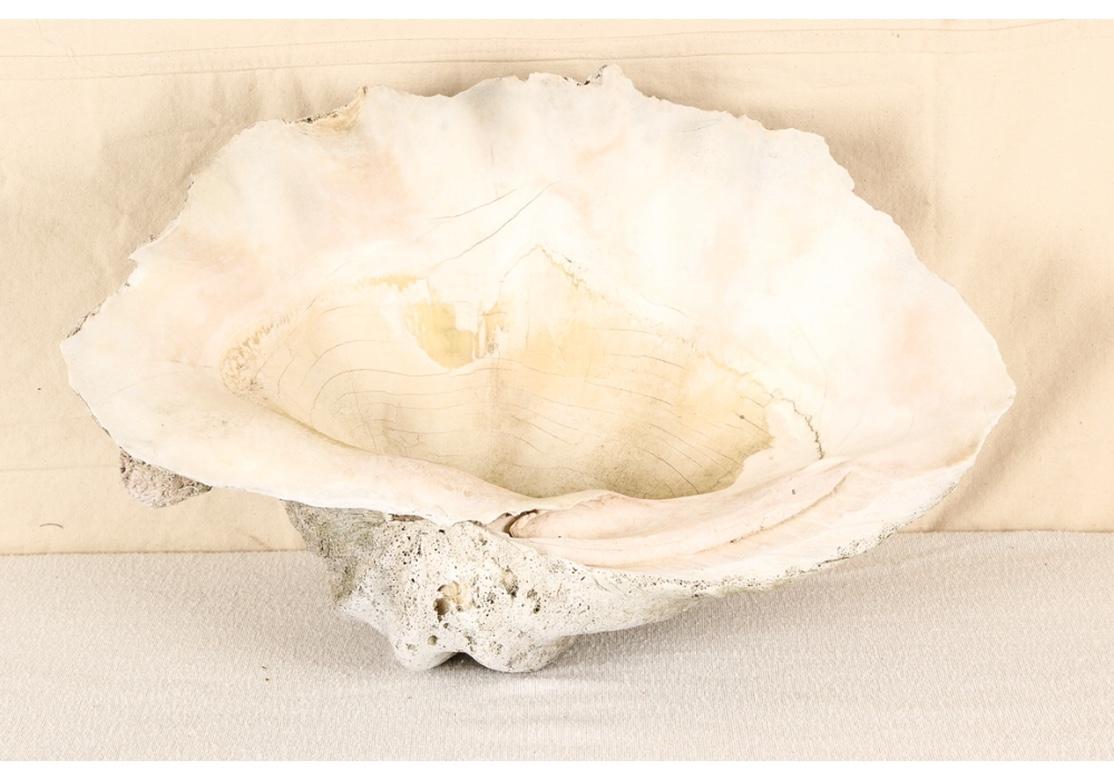 A large and very decorative deep sea clam shell with good thickness, great weight and desirable signs of aging. The shell has an attractive age patina on the outer shell and a desirable time worn interior surface with a fine matte luster to the