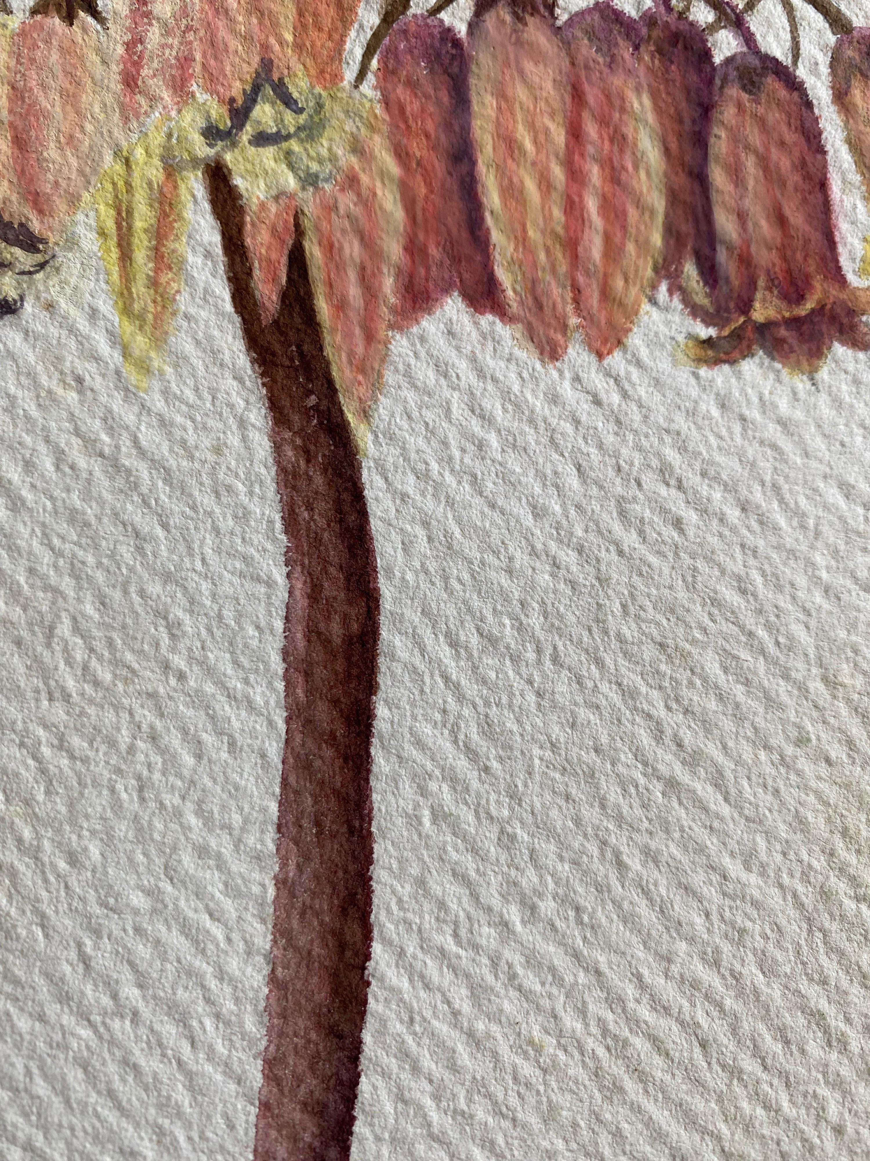 Belle peinture à l'aquarelle anglaise ancienne de fleurs botaniques, vers 1900 en vente 1