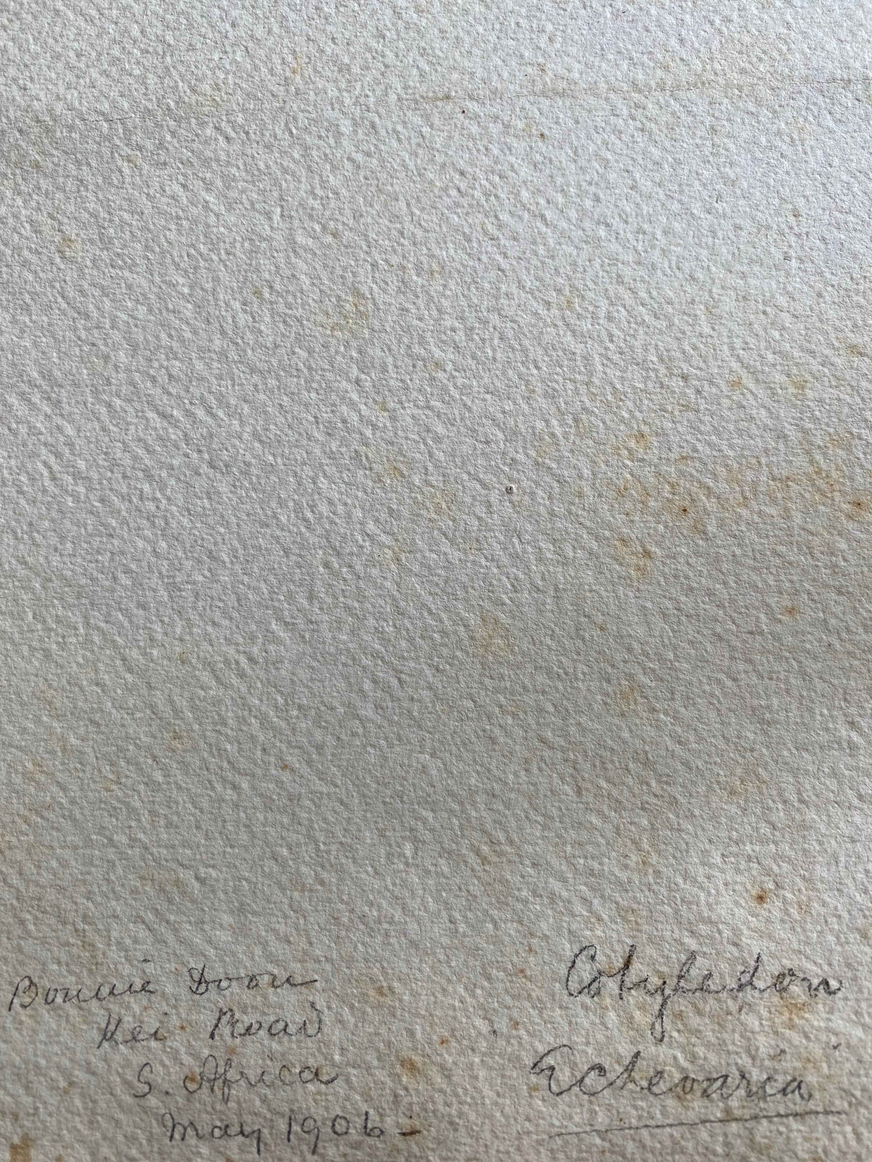 Belle peinture à l'aquarelle anglaise ancienne de fleurs botaniques, vers 1900 en vente 3