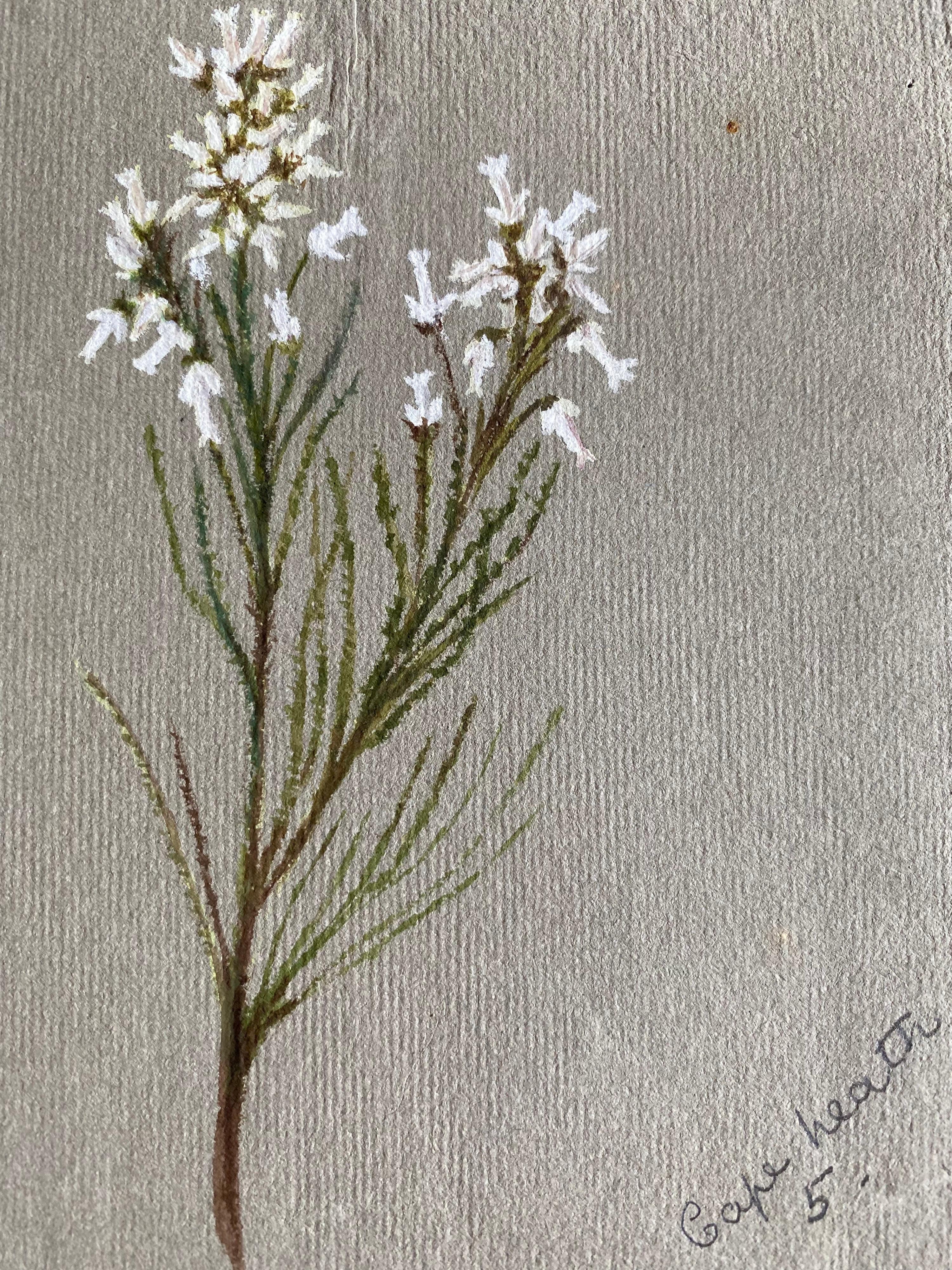 Una acuarela botánica inglesa antigua muy fina y original que representa esta bella representación de una flor/planta. La obra nos llegó de una colección privada de Surrey, Inglaterra, y había formado parte de un álbum de obras reunidas por el