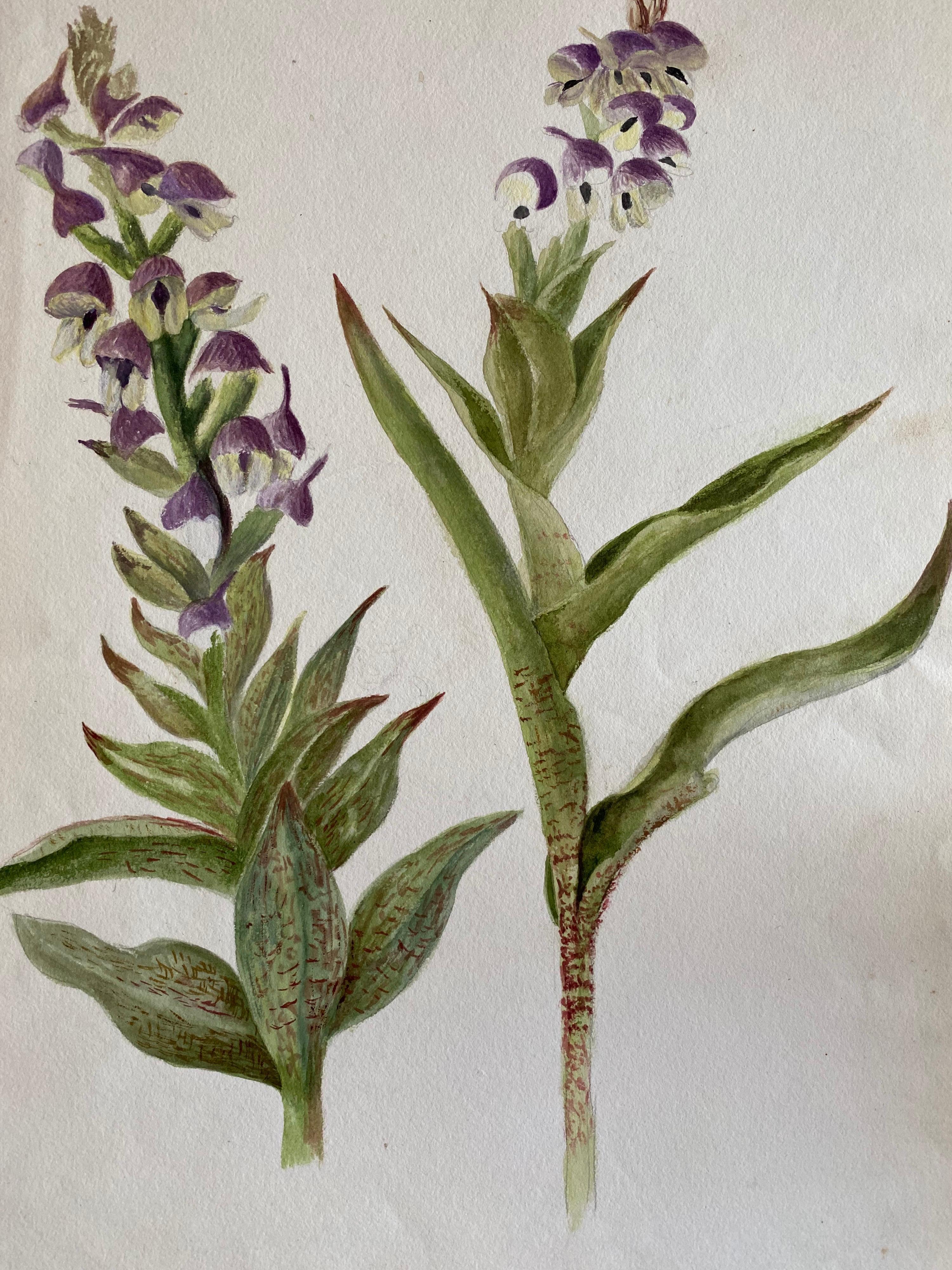 Ein sehr schönes originales englisches botanisches Aquarell, das diese schöne Darstellung einer Blume/Pflanze zeigt. Das Werk stammt aus einer Privatsammlung in Surrey, England, und war Teil eines Albums mit Werken, die der Künstler in den frühen