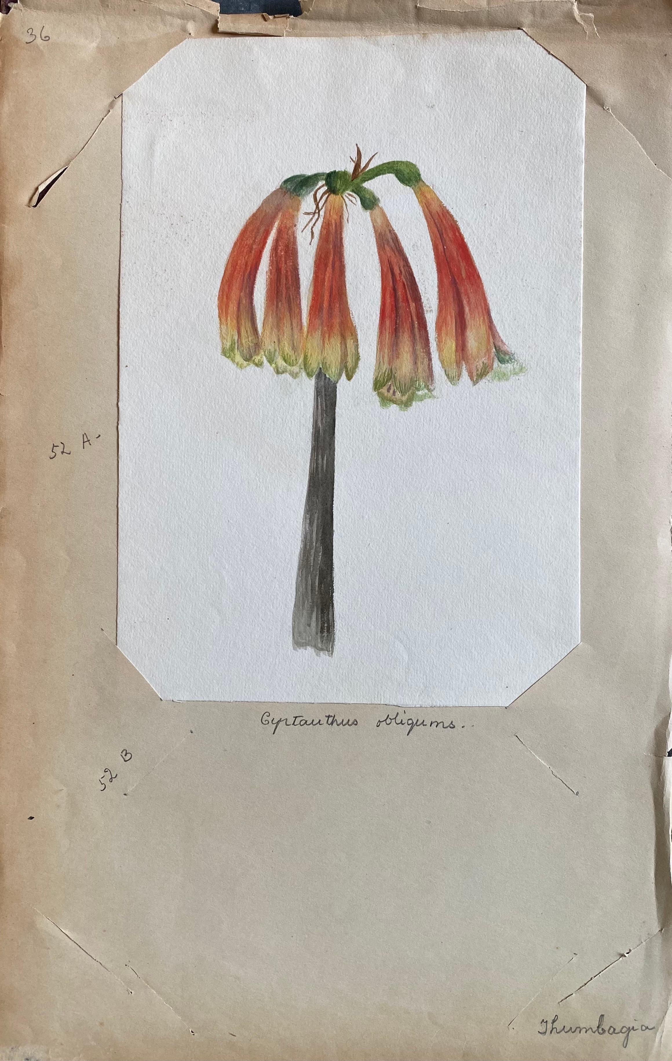 Ein sehr schönes originales englisches botanisches Aquarell, das diese schöne Darstellung einer Blume/Pflanze zeigt. Das Werk stammt aus einer Privatsammlung in Surrey, England, und war Teil eines Albums mit Werken, die der Künstler in den frühen