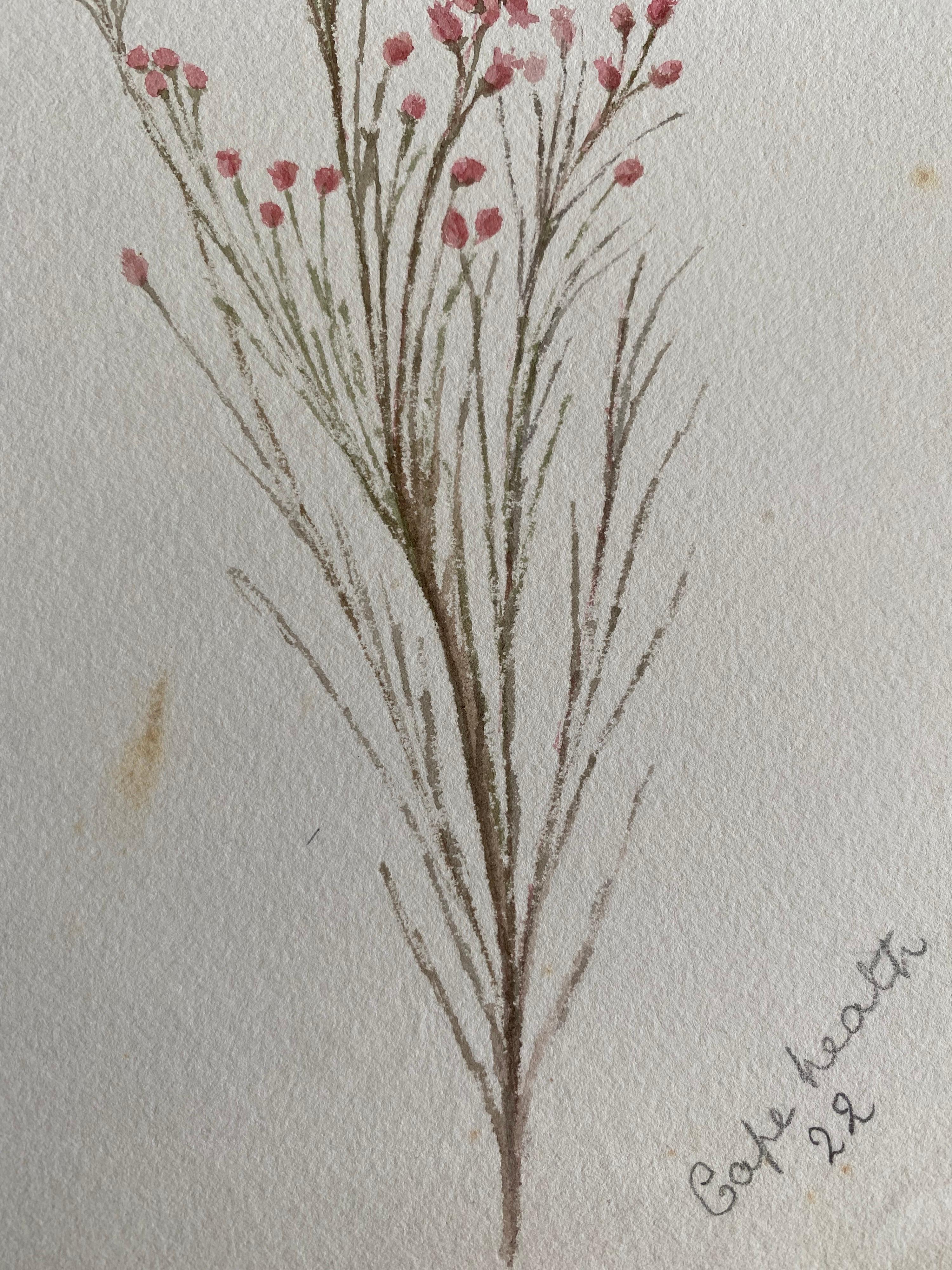 Feines antikes britisches botanisches Aquarell, circa 1900er Jahre (Viktorianisch) im Angebot