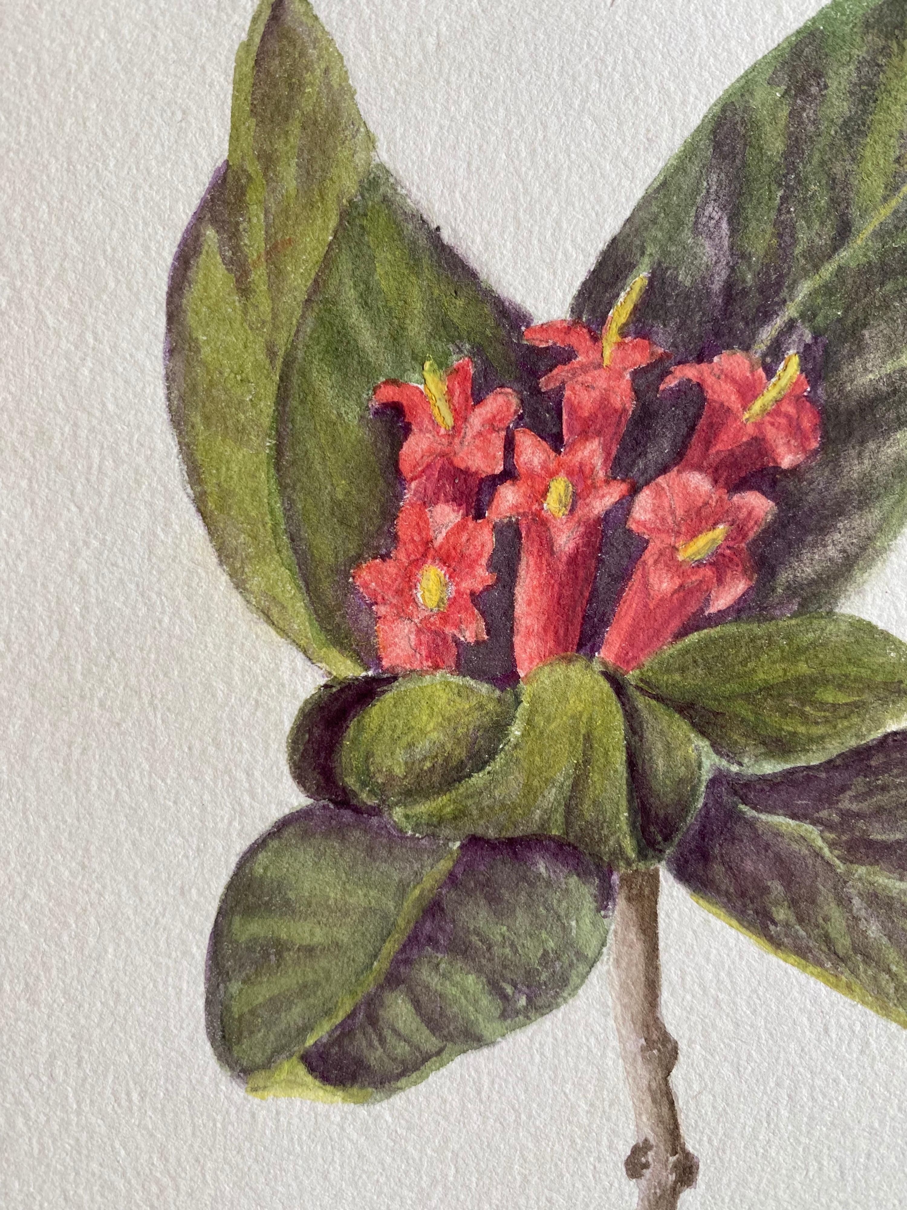 Antikes britisches Botanisches Aquarellgemälde, um 1900 (Viktorianisch) im Angebot
