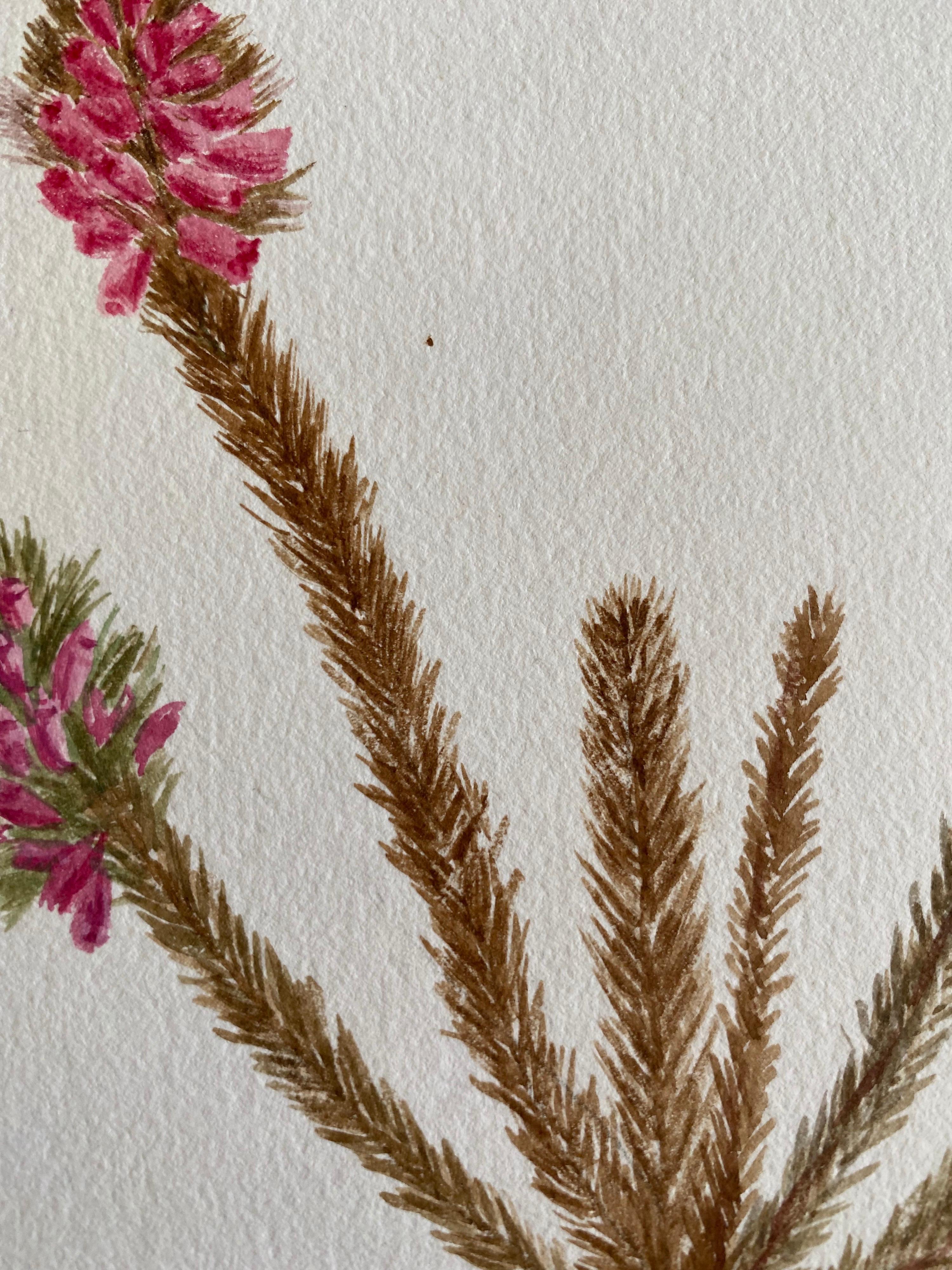 Feines antikes britisches botanisches Aquarell, circa 1900er Jahre im Zustand „Gut“ im Angebot in Cirencester, GB