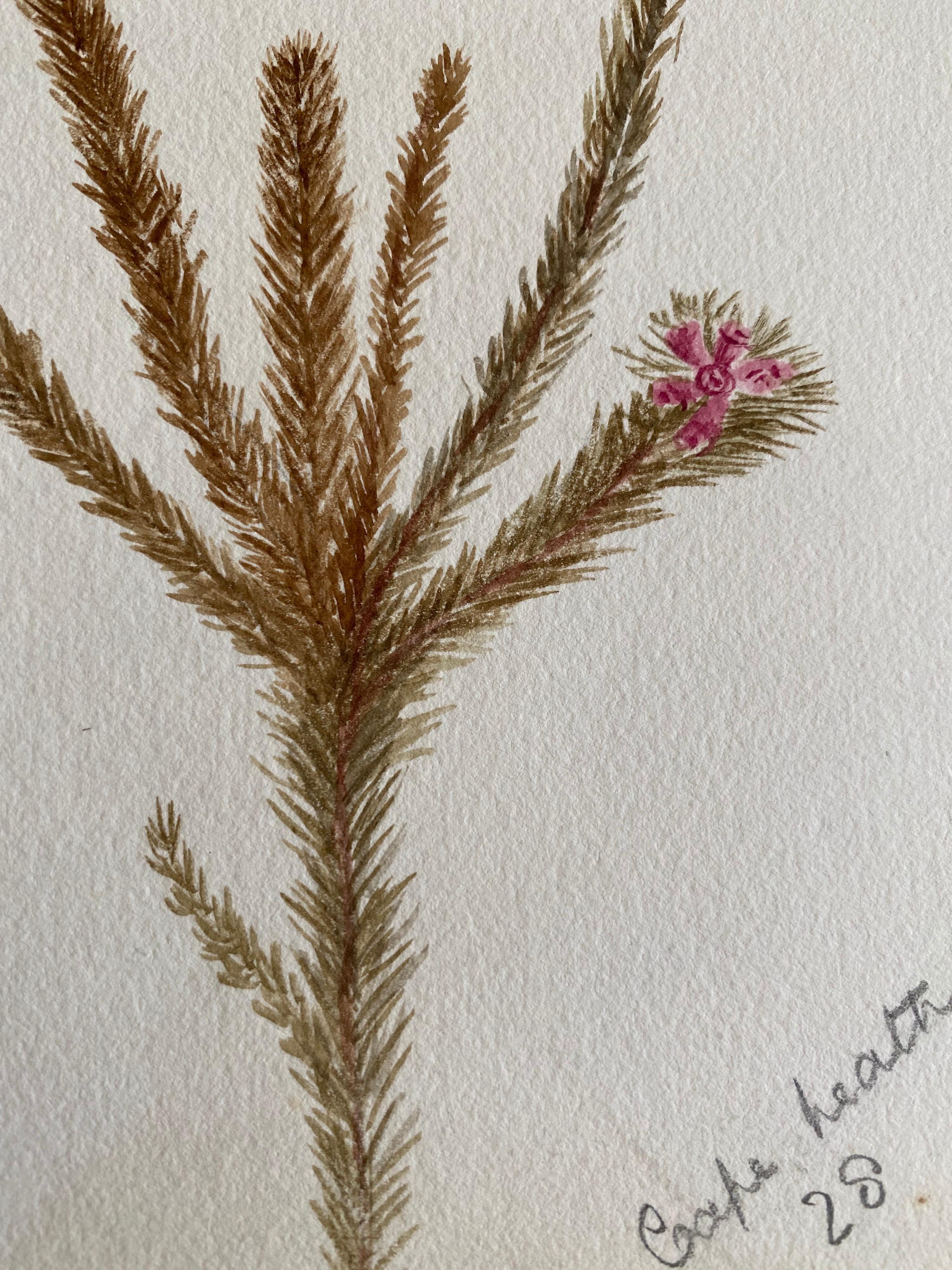 Feines antikes britisches botanisches Aquarell, circa 1900er Jahre (20. Jahrhundert) im Angebot