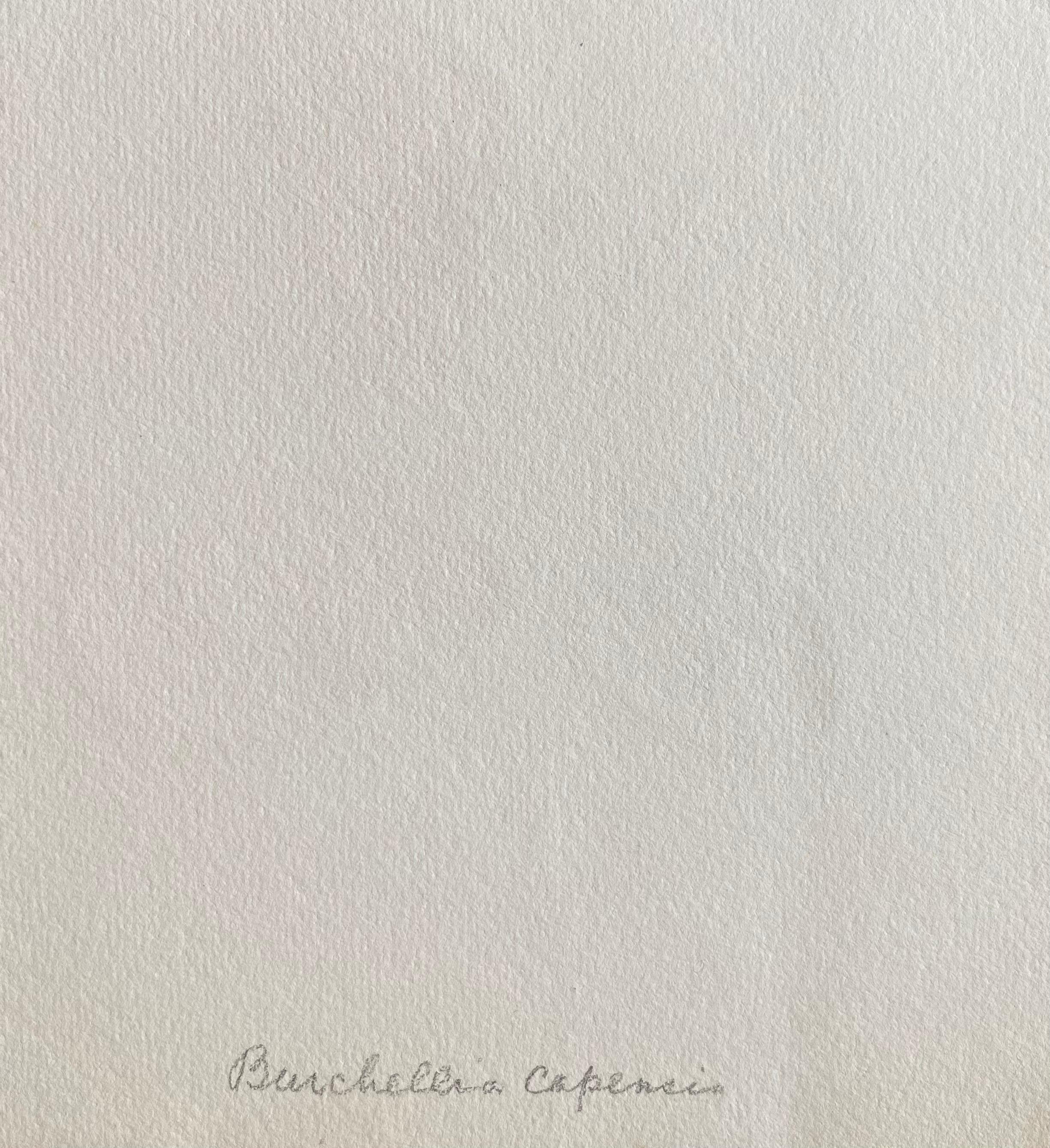 Antikes britisches Botanisches Aquarellgemälde, um 1900 (Sonstiges) im Angebot