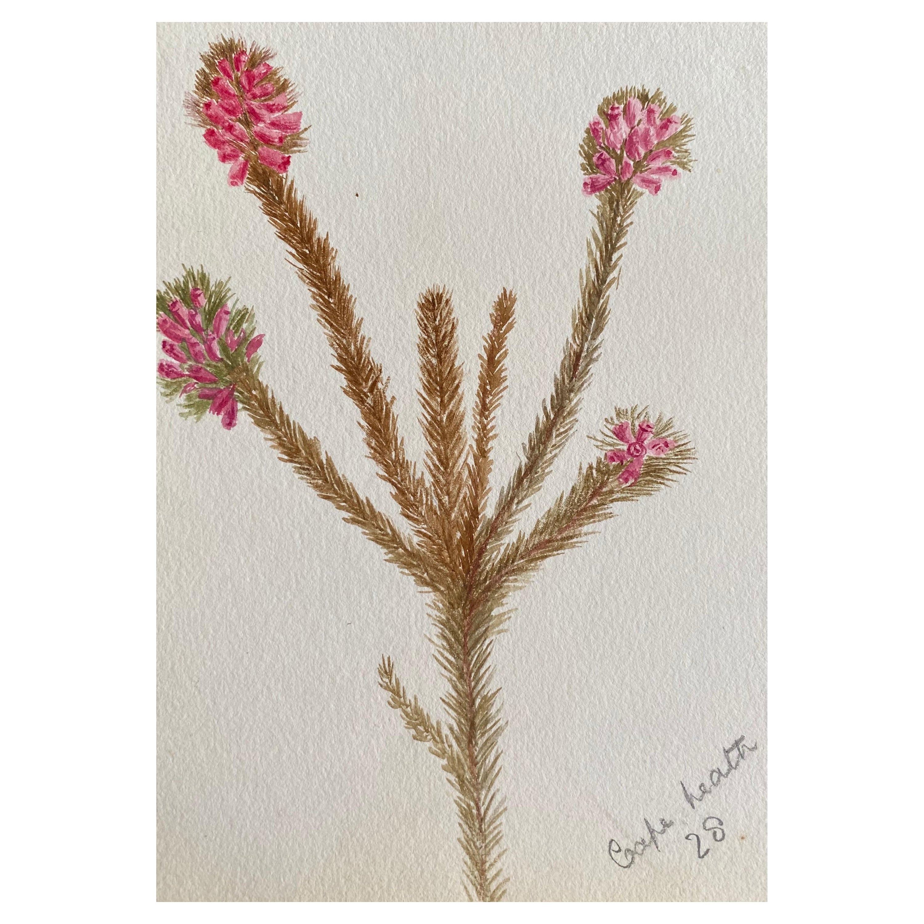 Raffinato acquerello botanico di Antique British, del 1900 circa