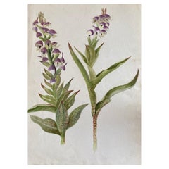 Feines antikes britisches botanisches Aquarell, circa 1900er Jahre