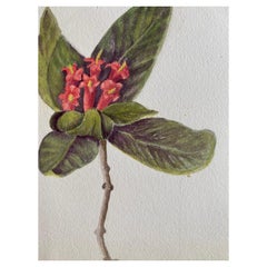 Antikes britisches Botanisches Aquarellgemälde, um 1900