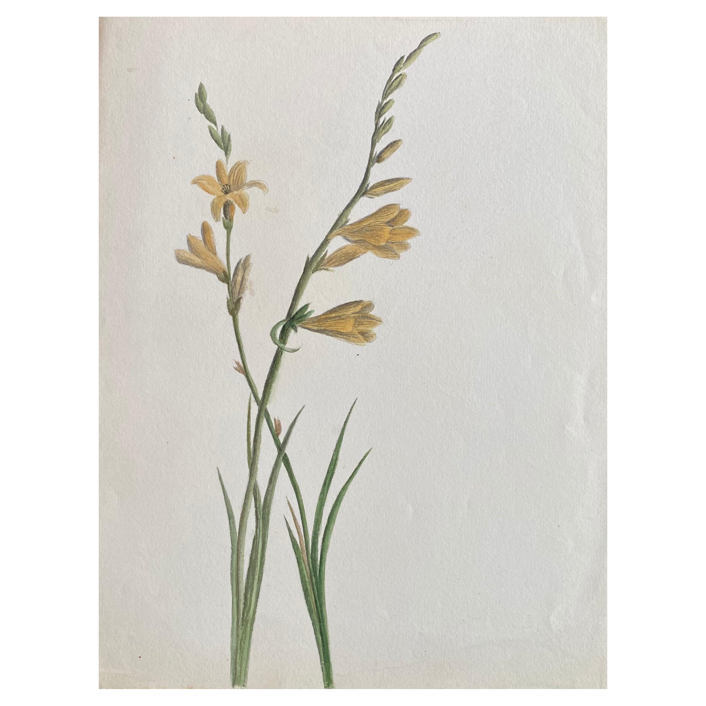 Antikes britisches Botanisches Aquarellgemälde, um 1900
