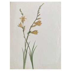 Antikes britisches Botanisches Aquarellgemälde, um 1900