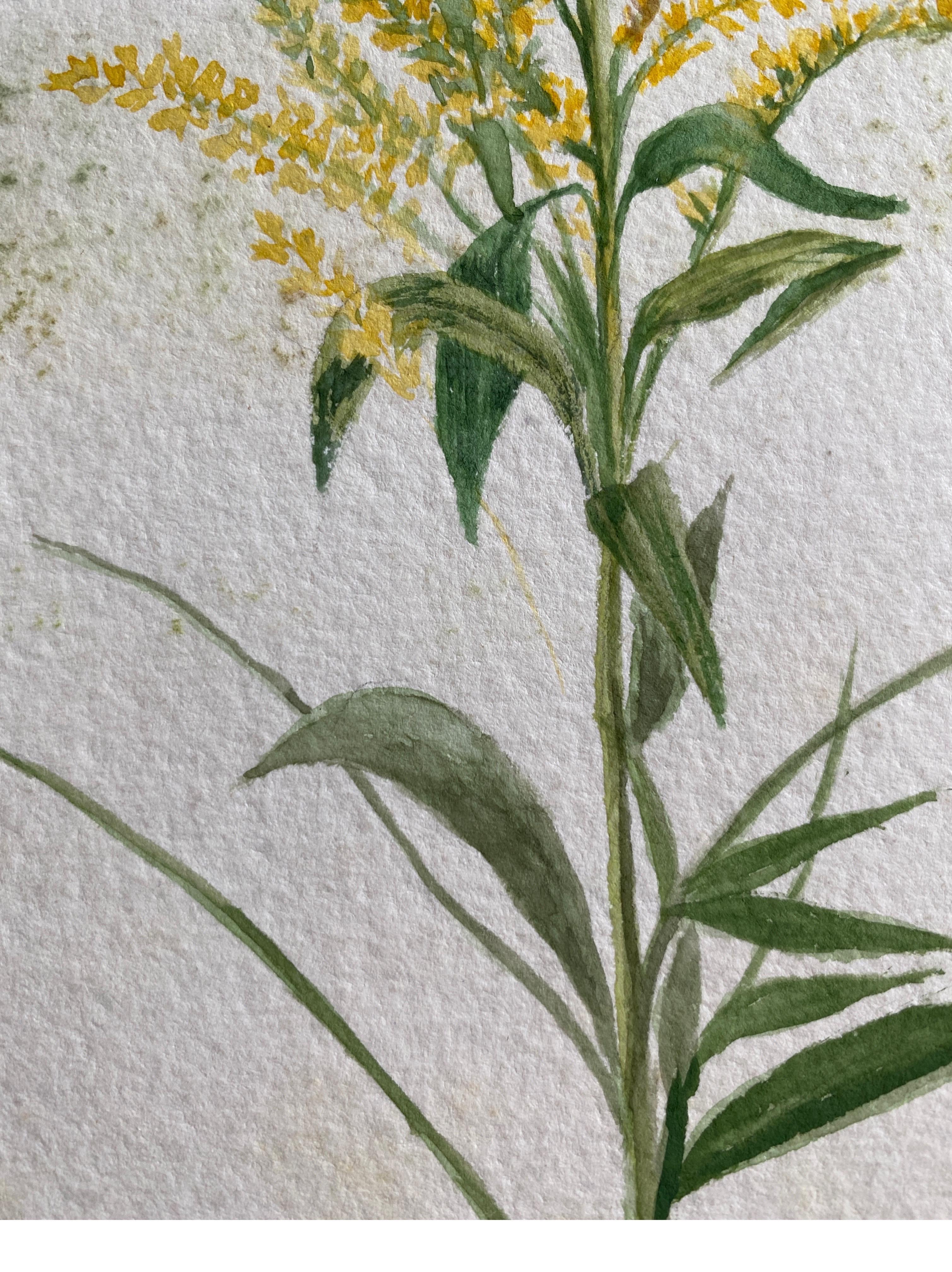 Vittoriano Raffinato acquerello botanico Antique British, circa 1900, giallo in vendita