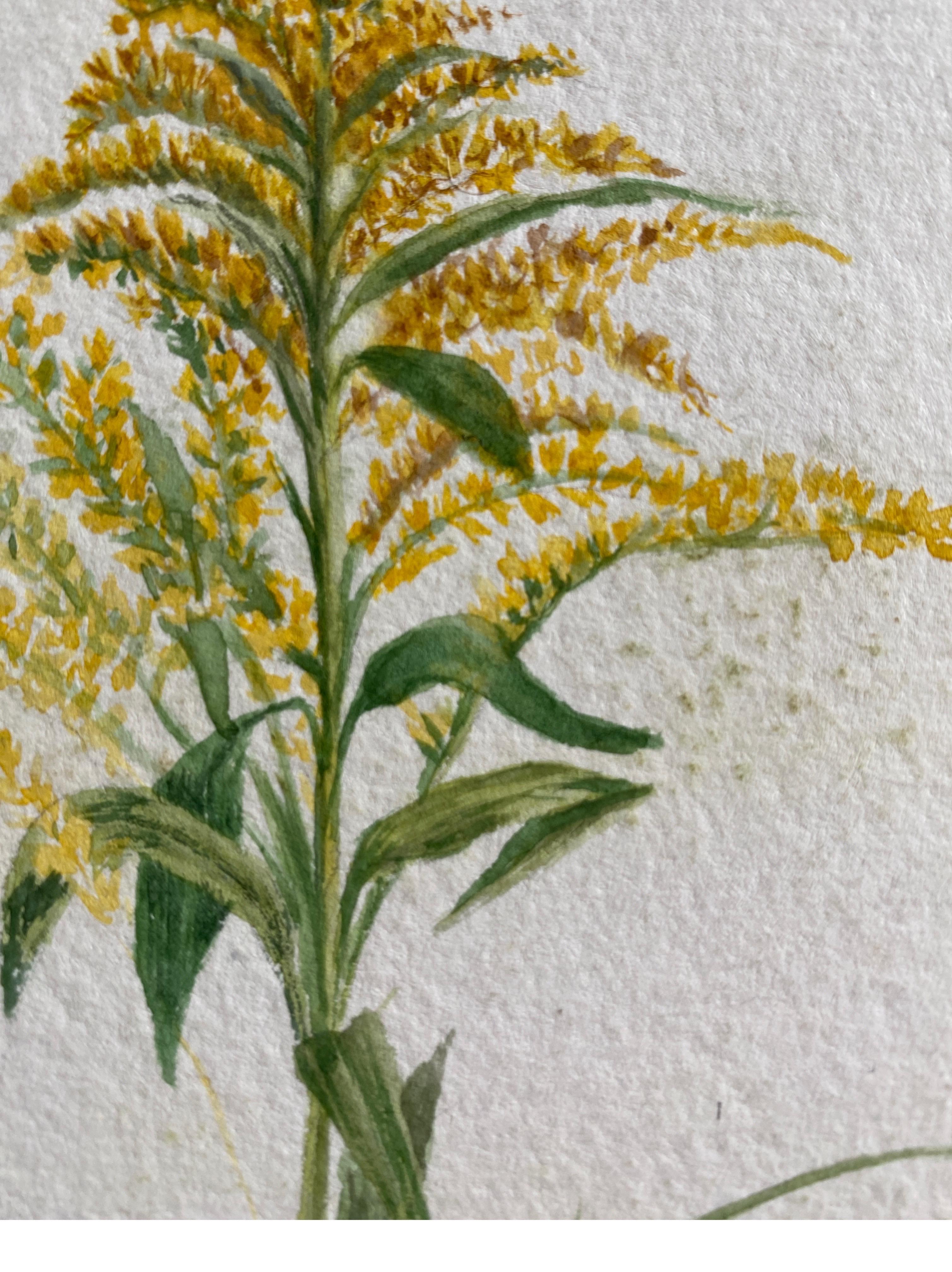 Raffinato acquerello botanico Antique British, circa 1900, giallo In condizioni buone in vendita a Cirencester, GB