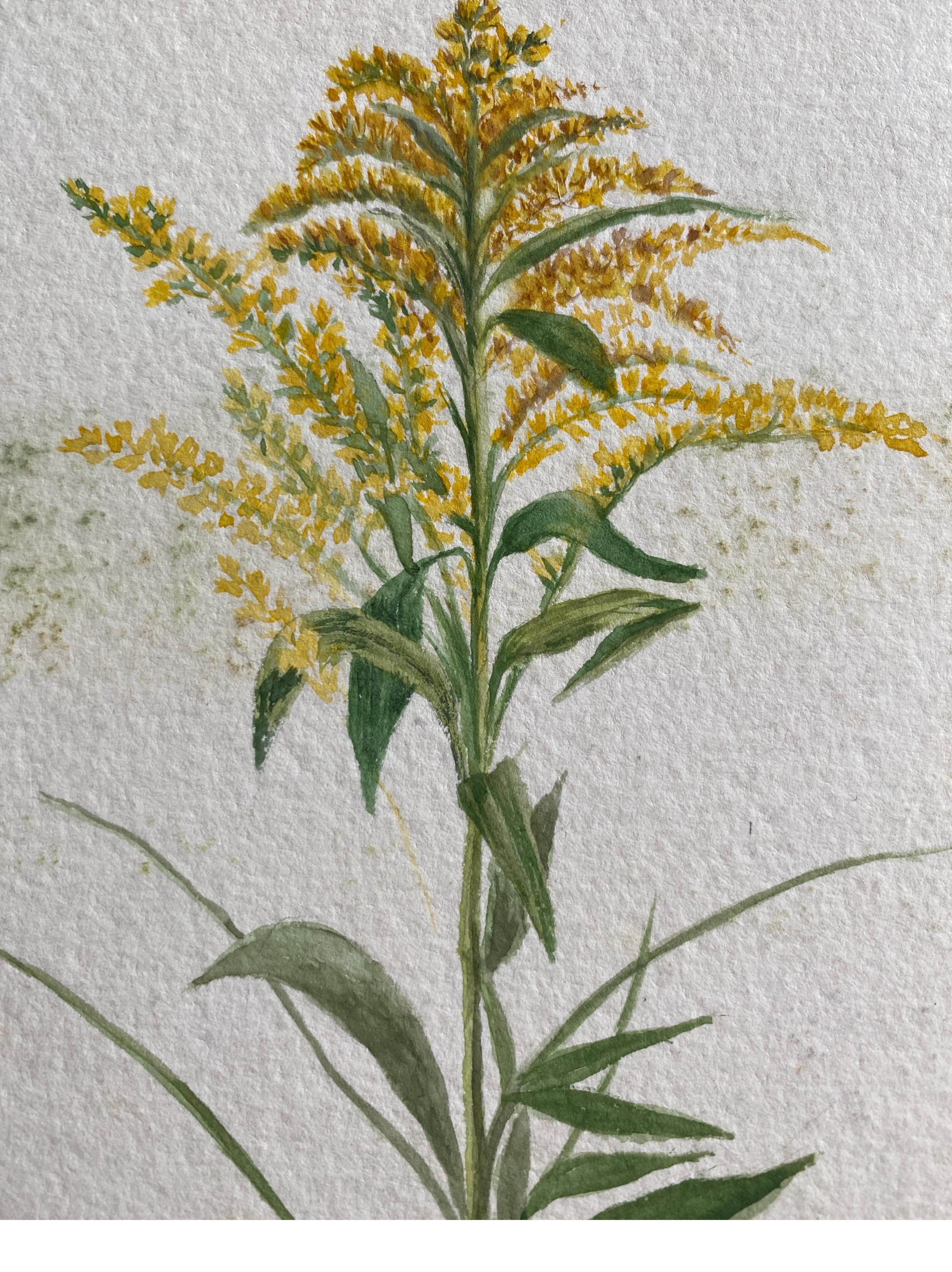 Antikes britisches Botanisches Aquarellgemälde, um 1900, Gelb, Gelb (20. Jahrhundert) im Angebot