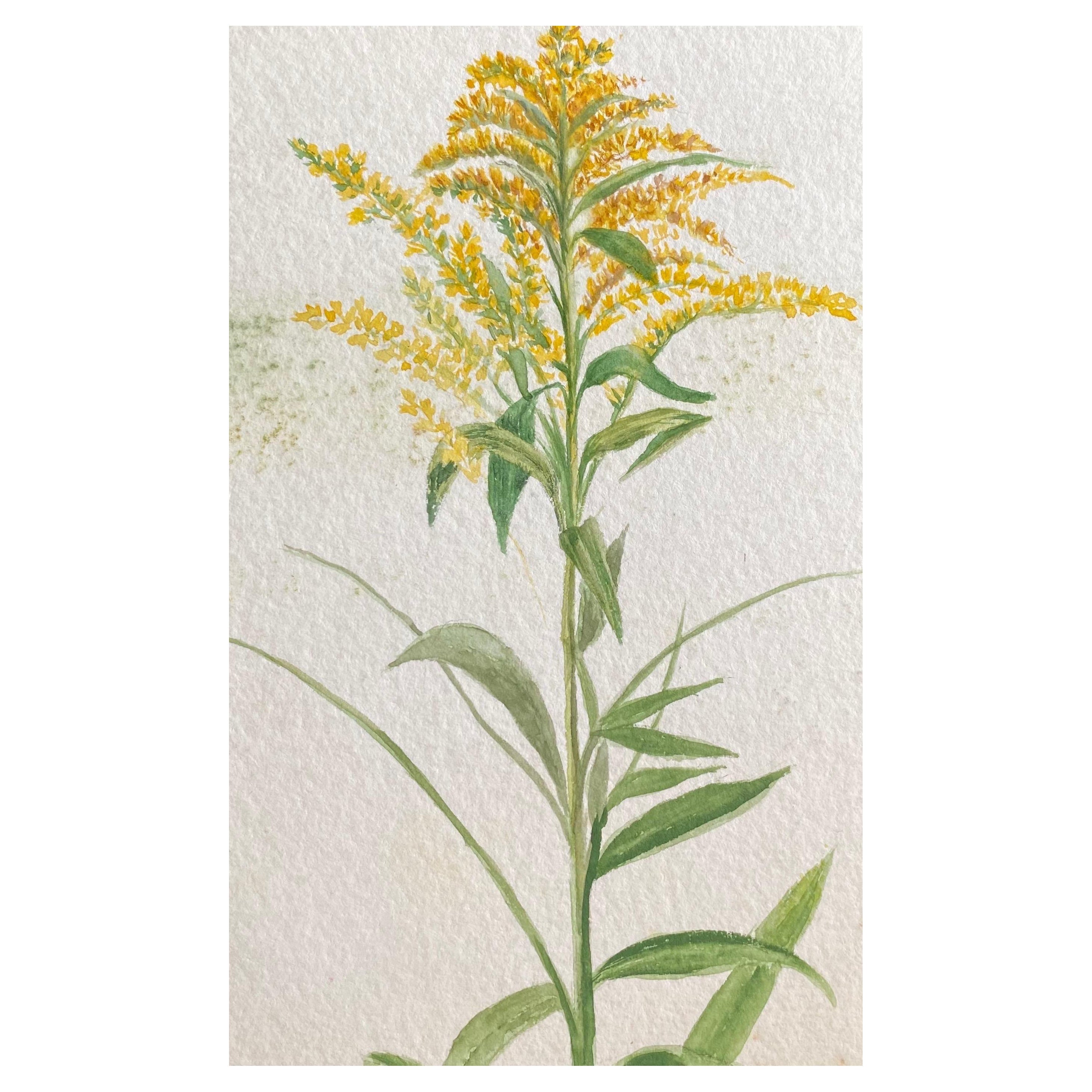 Belle aquarelle botanique britannique ancienne, circa 1900, Yellows