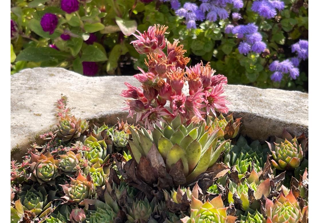 Une belle urne de jardin reprenant la forme des mortiers européens classiques que l'on trouve en France et en Italie.  L'urne est très abîmée par les intempéries et présente un aspect général authentique.  usé  et est actuellement pleine de  une