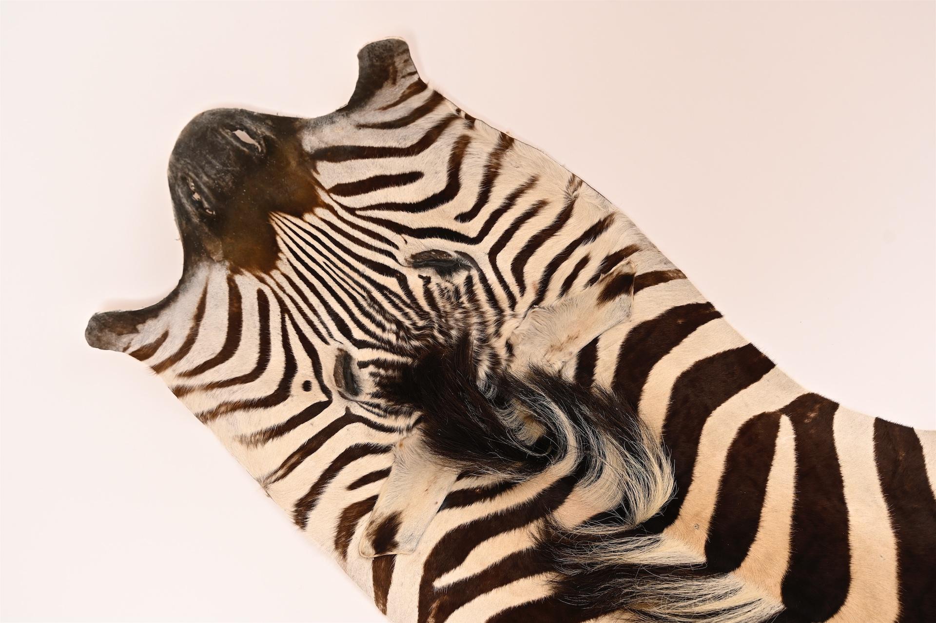 African Fine Burchell Zebra Hide