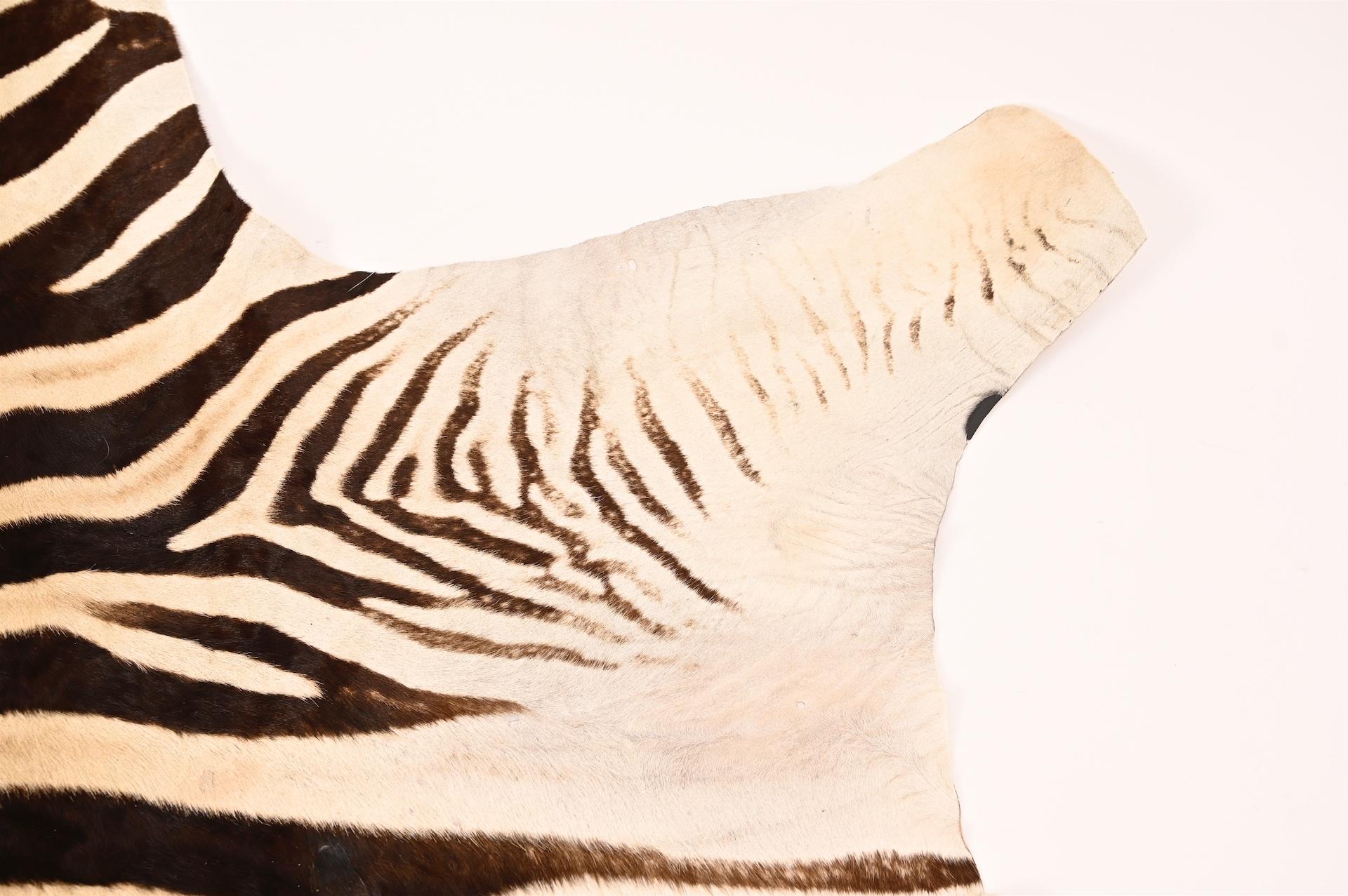 Fine Burchell Zebra Hide In Distressed Condition In London, GB