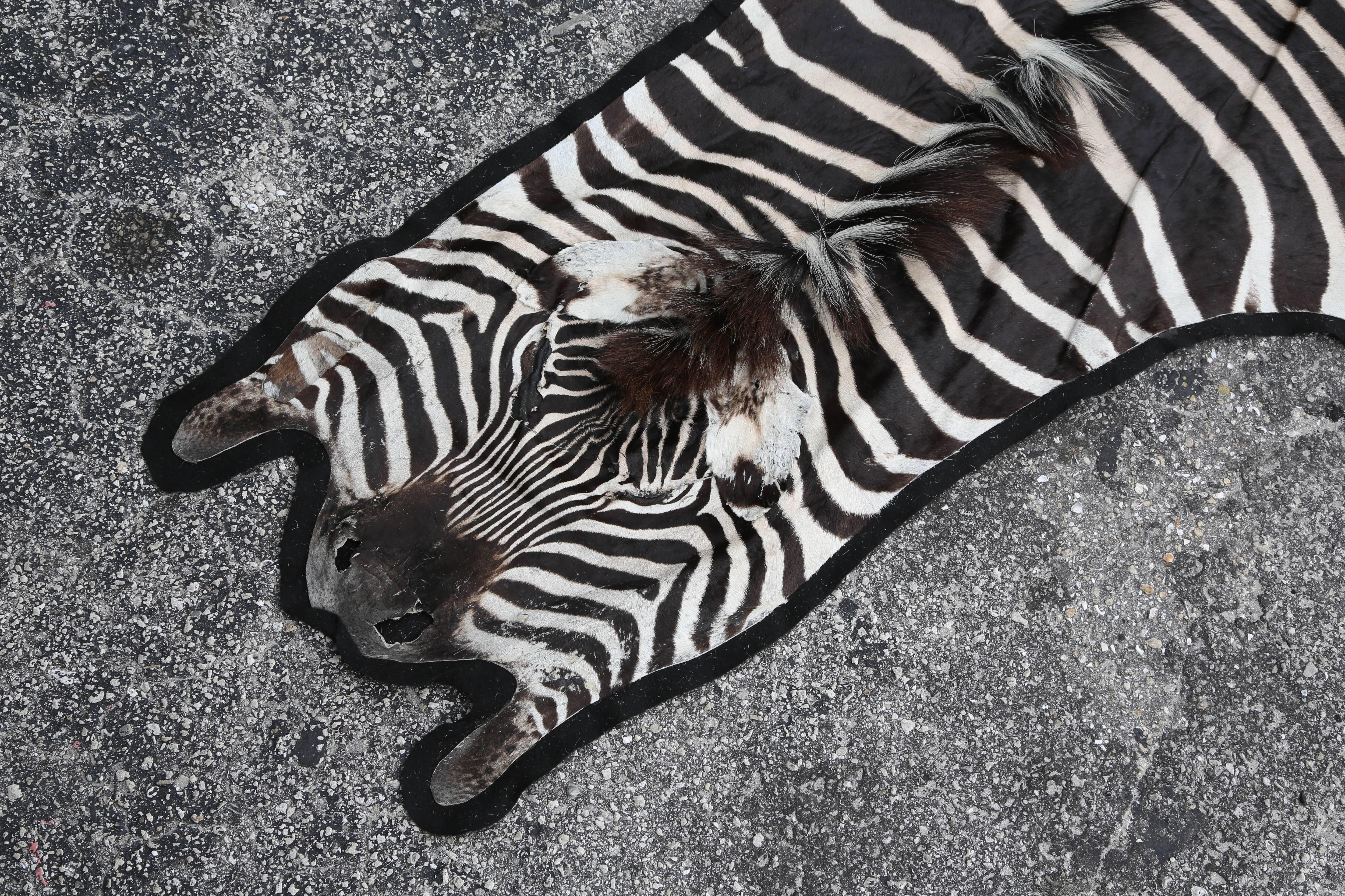 An outstanding quality hide with strong contrasting colors.
A fine Burchell zebra rug (measured nose to tail).
A large hide with felt backing.
 
