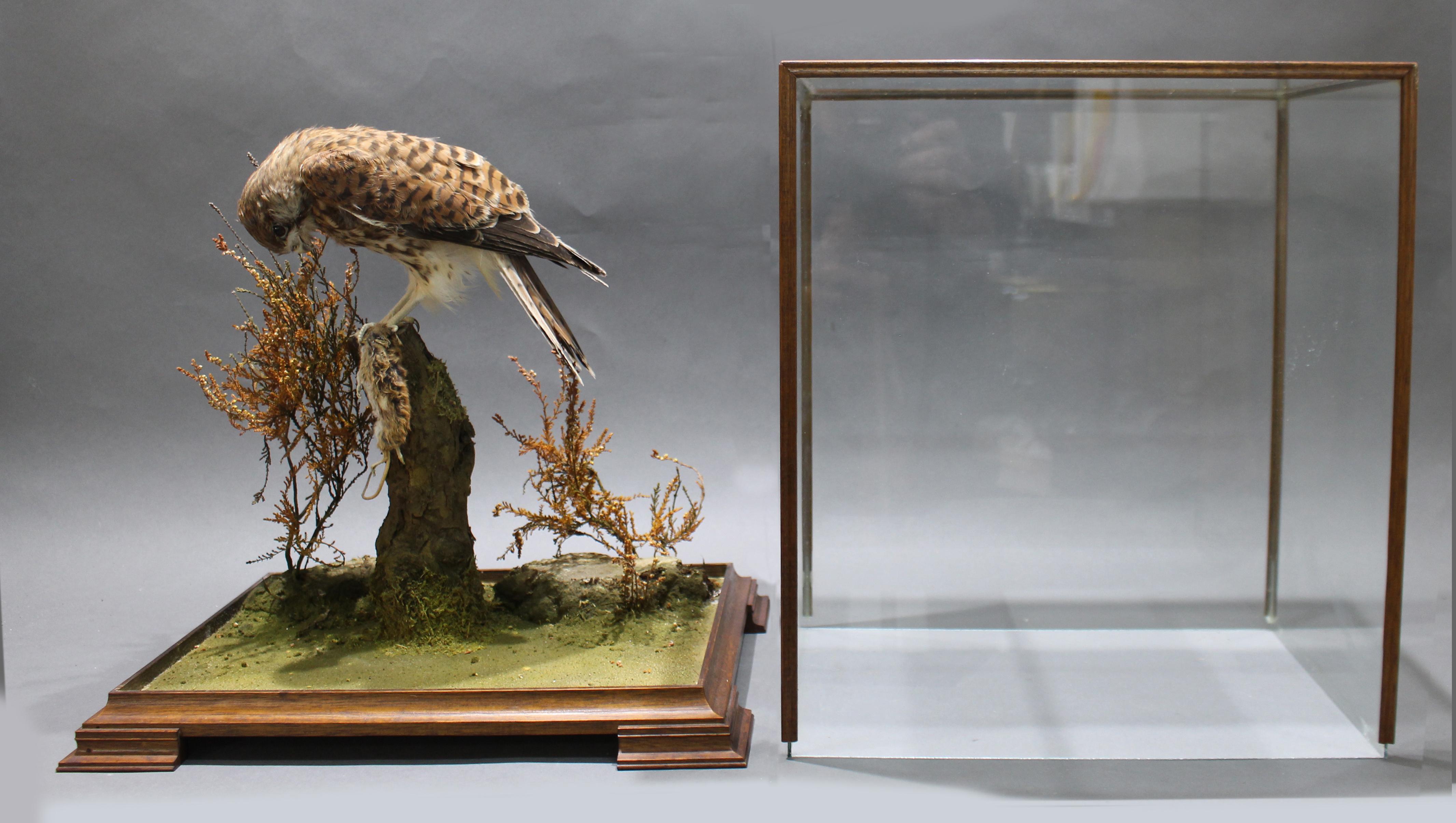 Fine Edwardian Cased Taxidermy Kestrel For Sale 2