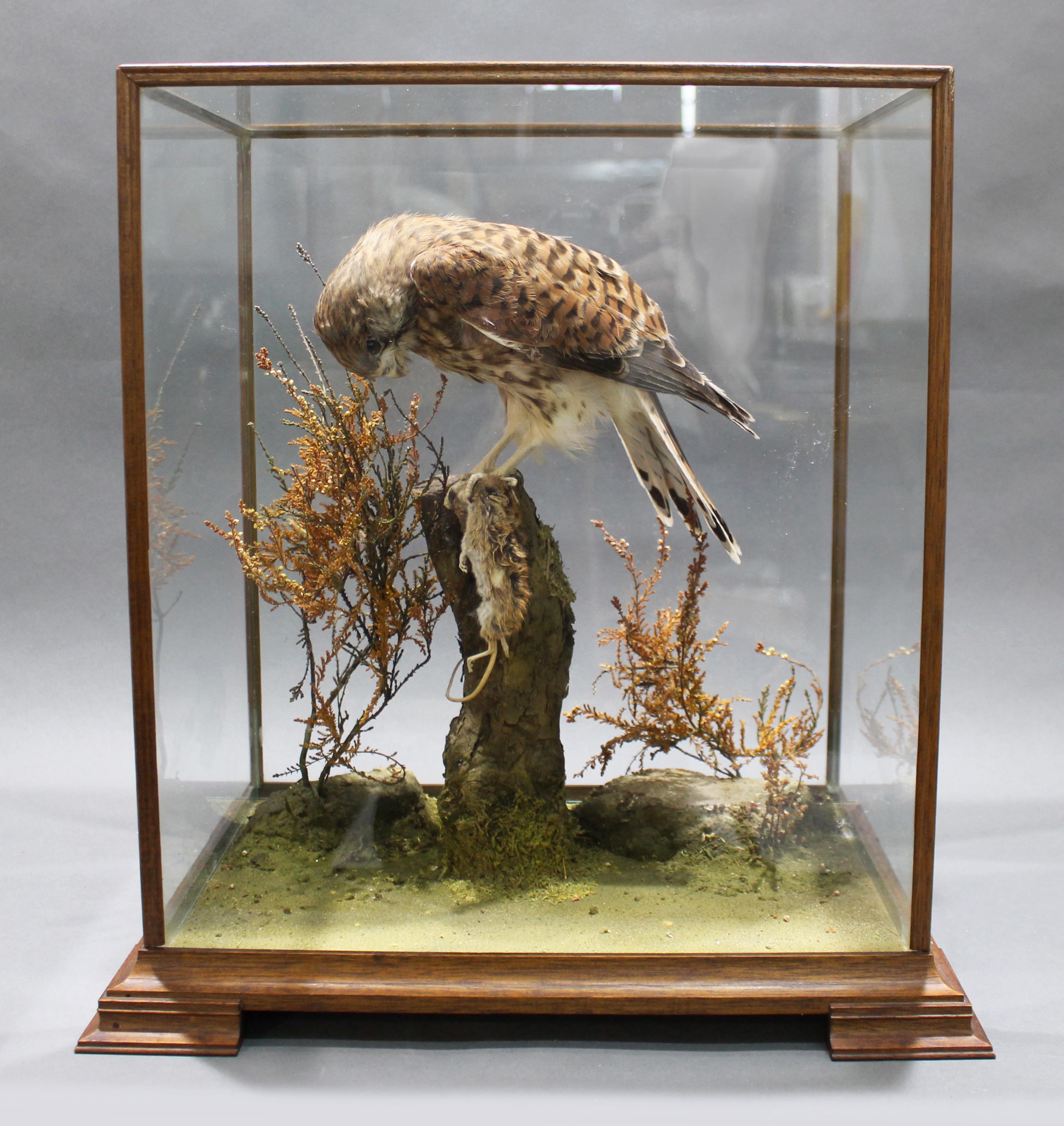 Fine Edwardian Cased Taxidermy Kestrel


Finely modelled kestrel atop branch with a mouse in its talons

Edwardian, English.

Complete in original glazed footed case.

Particularly good condition for its age, bird and case very