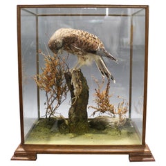 Fine Edwardian Cased Taxidermy Kestrel