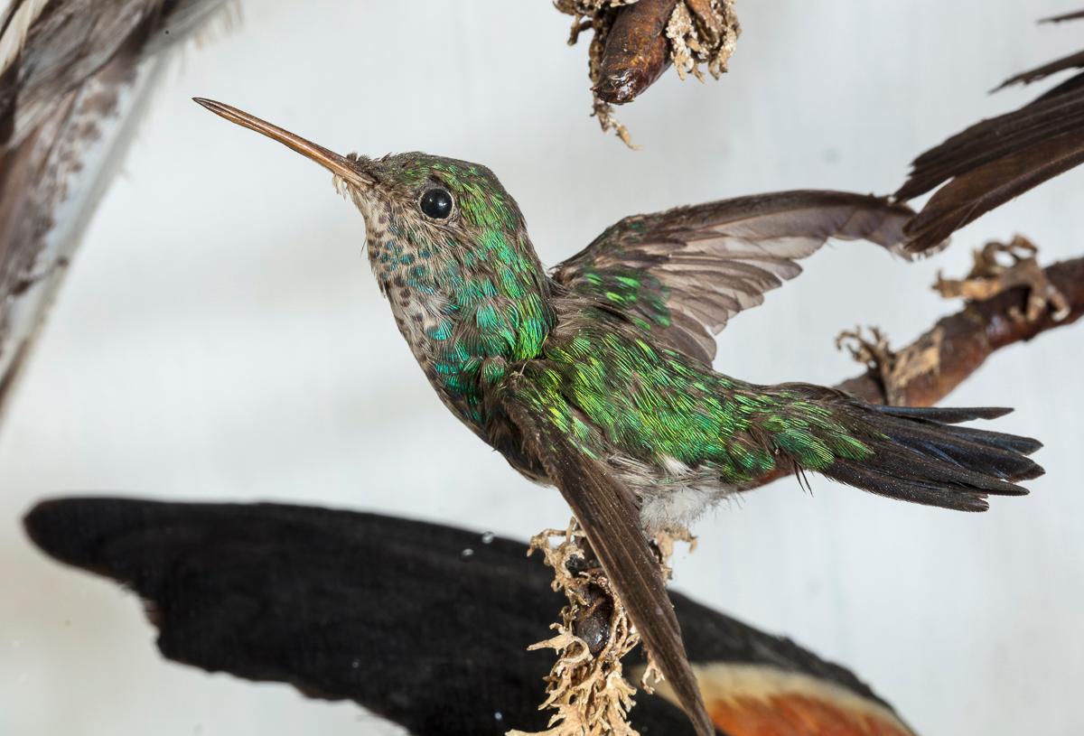 Le groupe se compose de vingt-six espèces exotiques d'oiseaux, présentant un plumage vivace, enfermé dans son coffret d'origine en acajou vitrifié.

Informations complémentaires :
Dimensions : Hauteur 86 cm, 33 7/8″.
Largeur 94 cm, 37″.
Profondeur