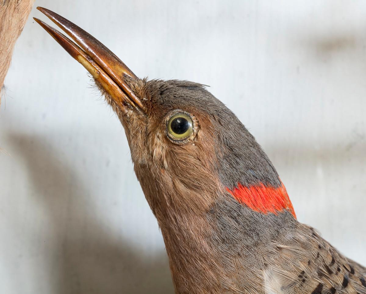 XIXe siècle Bel exemple de taxidermie de volière, fin du 19e siècle en vente