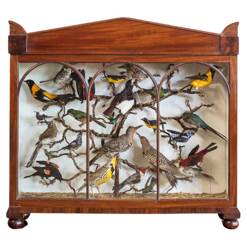 Feines Beispiel für Luftfahrt Taxidermie, spätes 19. Jahrhundert