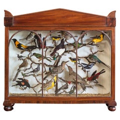 Feines Beispiel für Luftfahrt Taxidermie, spätes 19. Jahrhundert