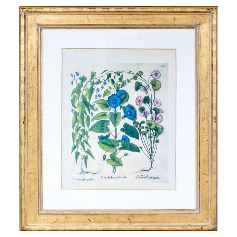 Cadre Towbridge à l
eau-forte dorée à l
ancienne, fleur bleue, botanique, colorée à la main