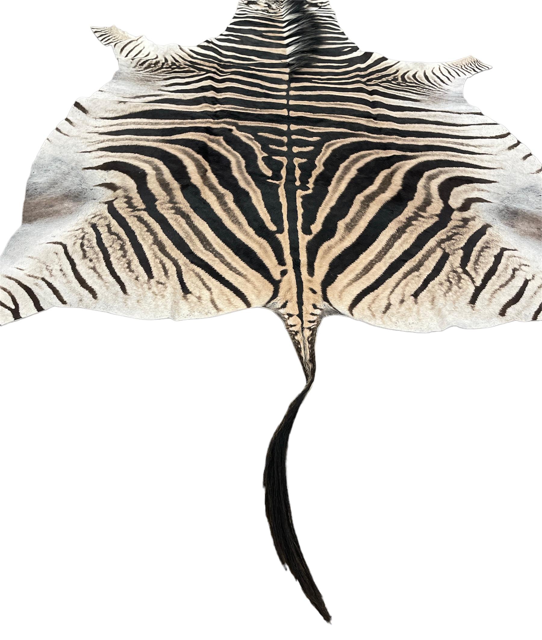 Zebrafell von Burchell in feinem Schliff (Moderne) im Angebot
