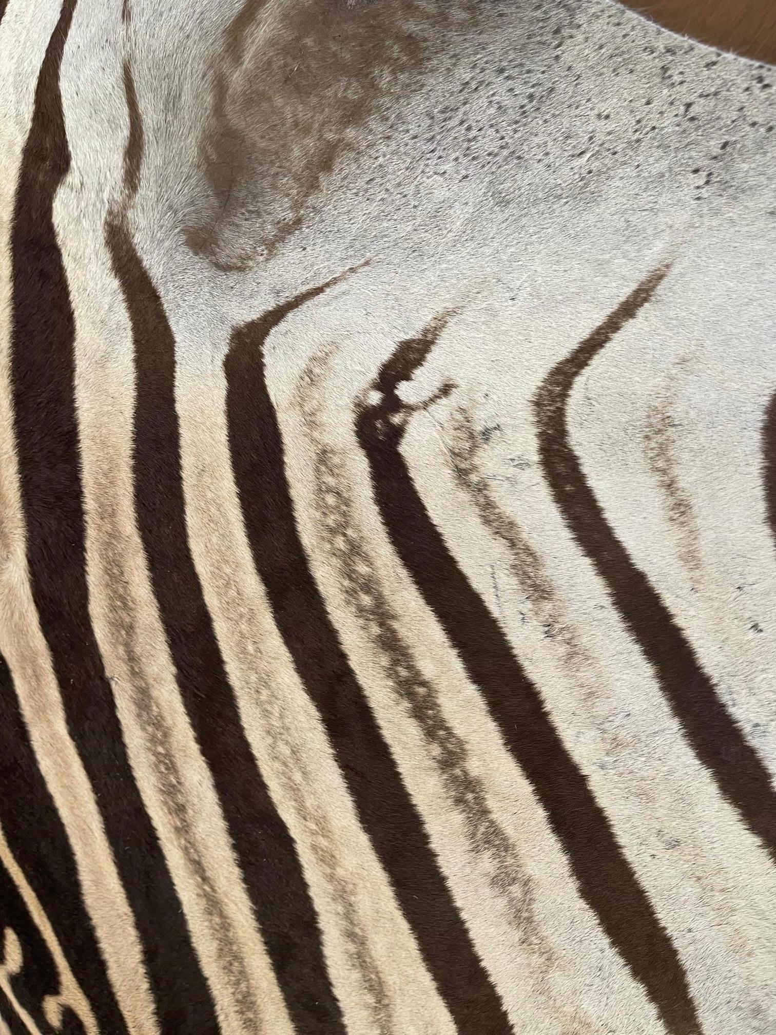 African Fine Grade Burchell Zebra Hide For Sale