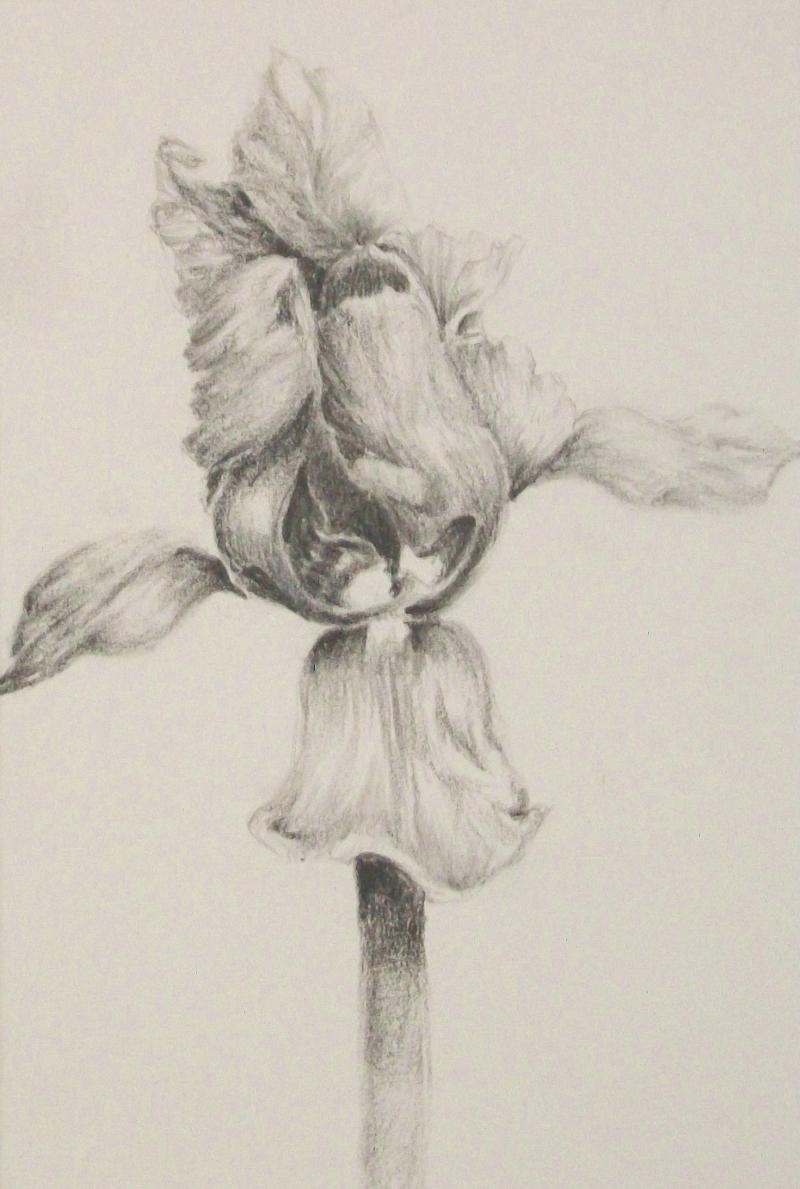 Beau dessin vintage au crayon graphite sur papier - représentant une fleur d'Iris en pleine floraison - dessin contenu dans un passe-partout vintage - initiales L.T. en bas à droite (artiste inconnu/non identifié) - Canada - fin du 20e