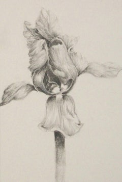 Fine Graphite Drawing of an Iris - Initialed L.T. - Canada - Late 20th Century