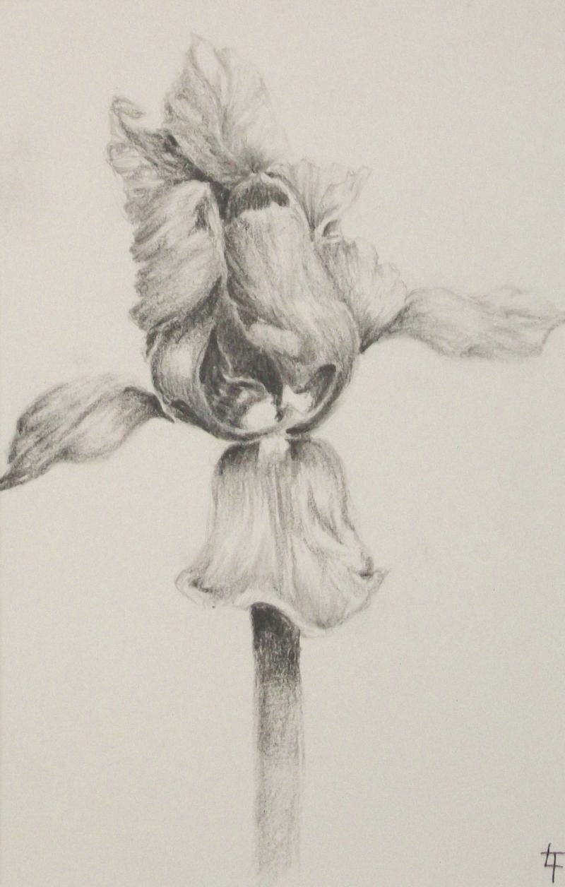 Modern Fine Graphite Drawing of an Iris - Initialed L.T. - Canada - Late 20th Century For Sale