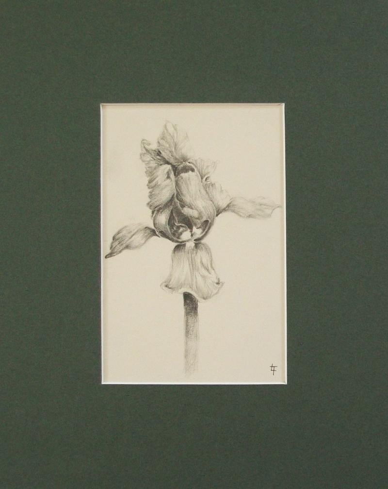 Nord-américain Le dessin en graphite d'un iris - Initialité de L.T. - Canada - Fin du 20e siècle en vente
