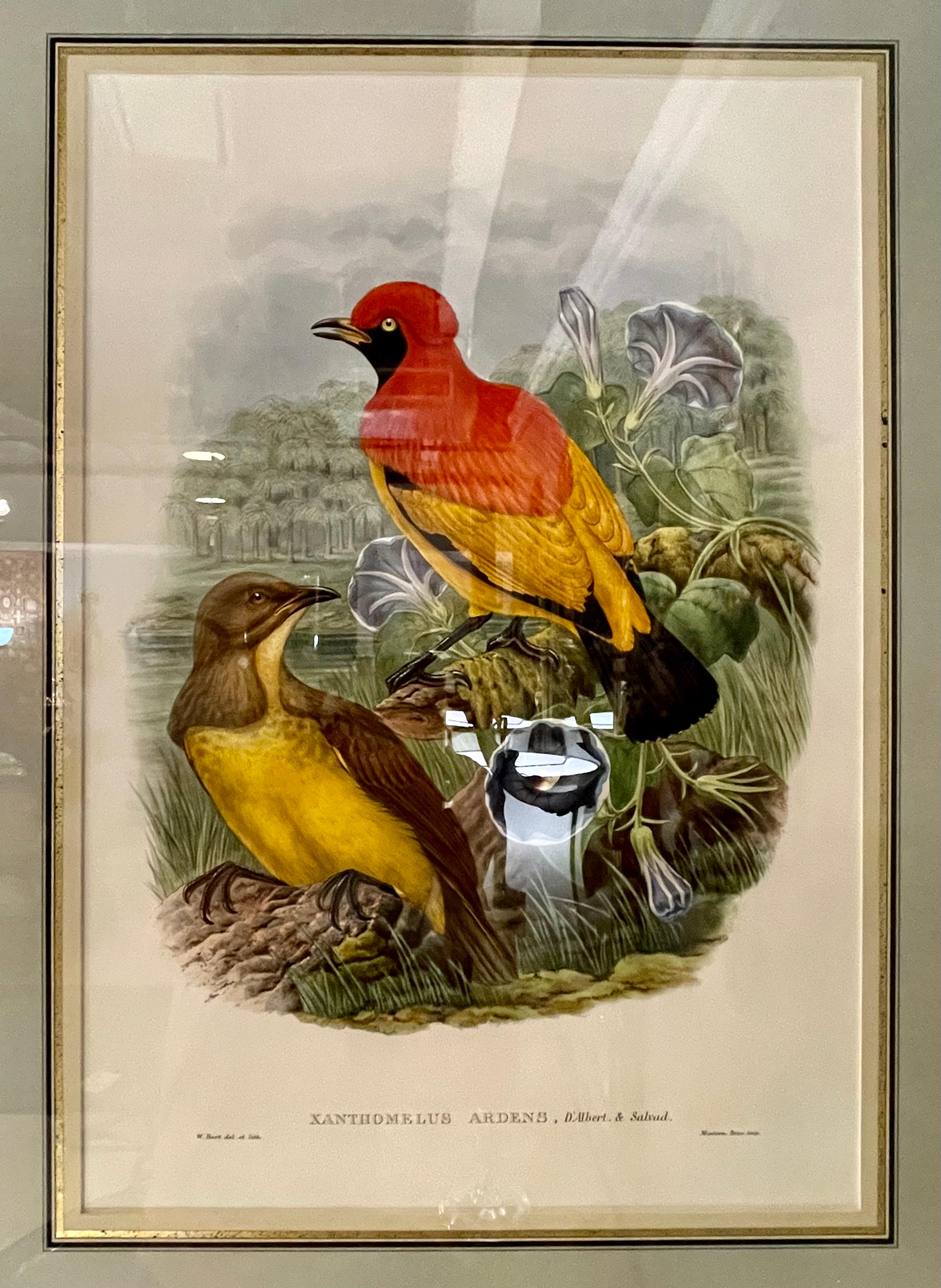 19Th Century Pair of Lithographs Birds, Custom Framed, Signed W Hart and Dated
 
A fine pair of large lithographs. Each depicting colorful birds perched upon a branch. Both custom matted and placed in a Fine water gilt gold wooden frame. Signed and