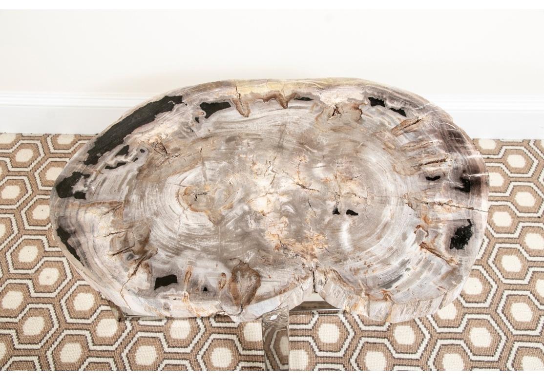 Petrified Wood Slice with particularly fine and Natural color. A petrified wood coffee/side table with chrome legs, polished top and natural sides. Note: The base is chrome and is reflecting the rug on which the table is sitting, there is no pattern