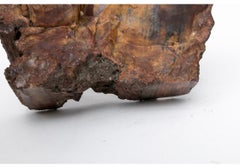 Fine Petrified Wood Specimen