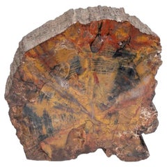 Fine Petrified Wood Specimen