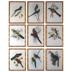 Fine Set of 9 Exotic Bird Lithographs