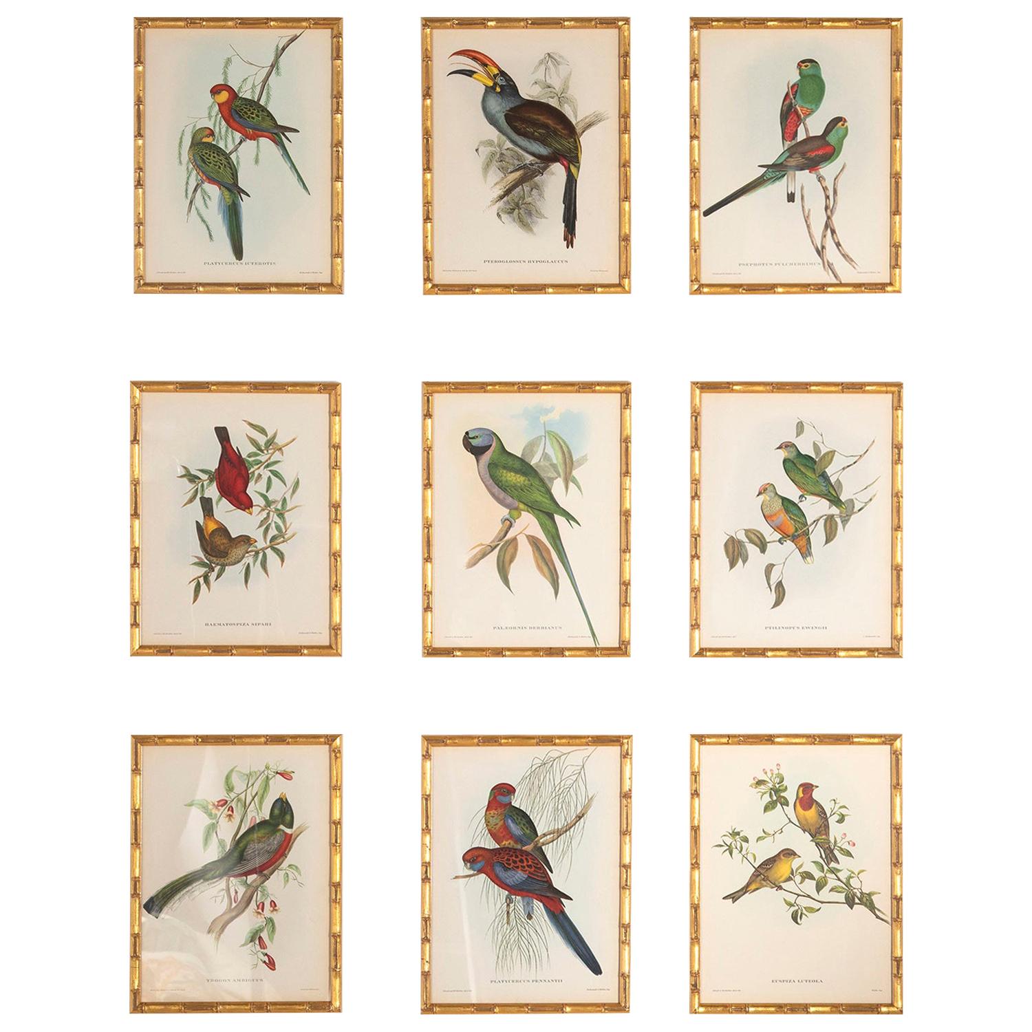 Fine Set of 9 Exotic Birds