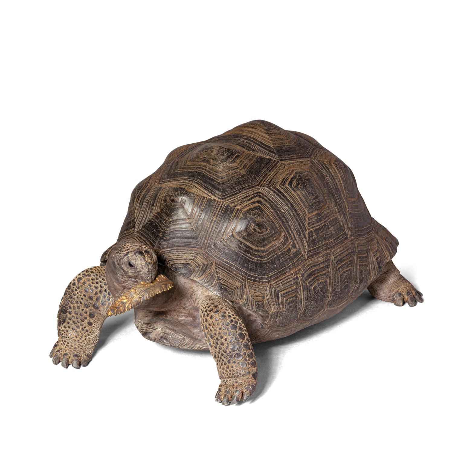 Fine Taxidermy Aldabra Giant Tortoise by Sinke & Van Tongeren 3