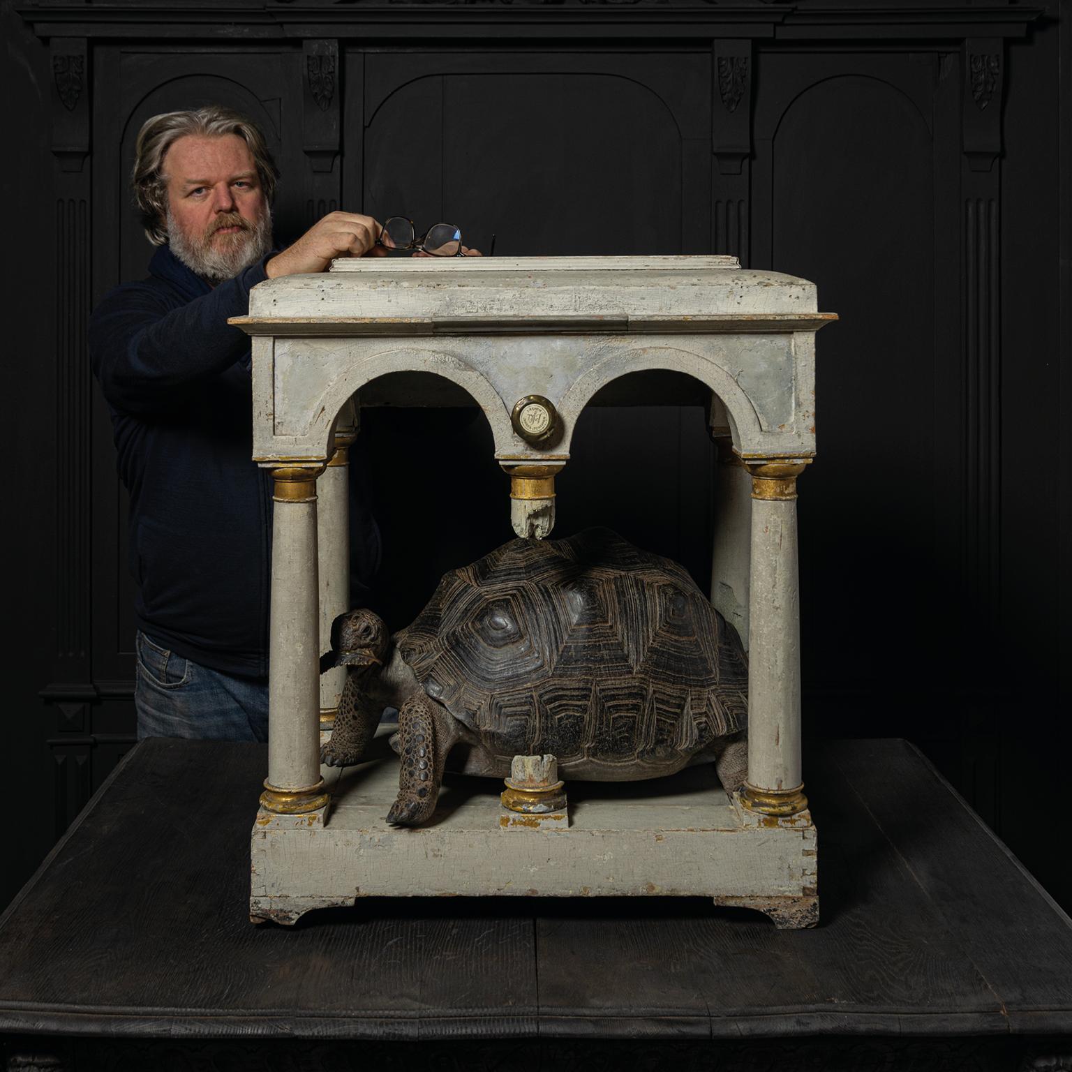 Fine Taxidermy Aldabra Giant Tortoise by Sinke & Van Tongeren 4