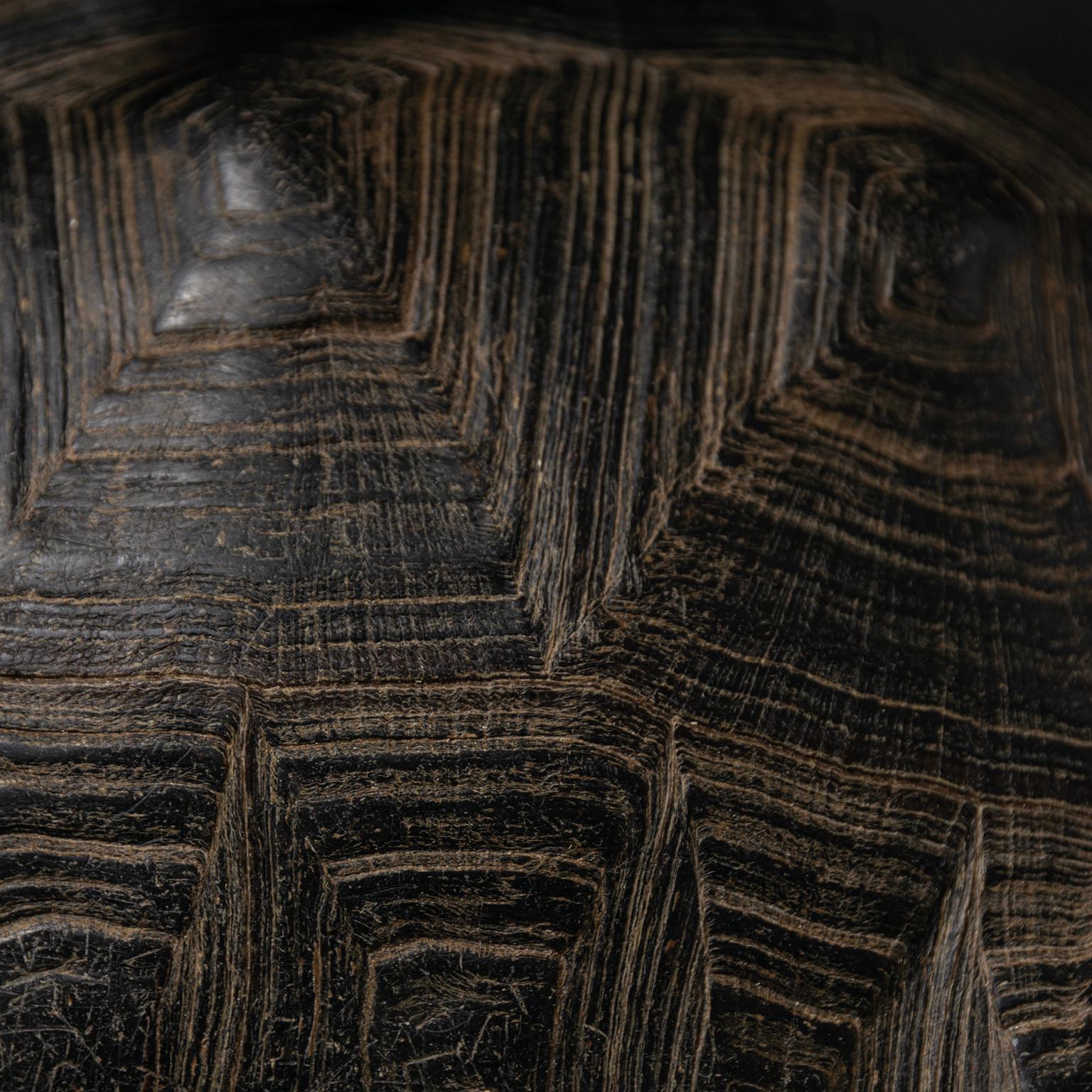 Fine Taxidermy Aldabra Giant Tortoise by Sinke & Van Tongeren 6