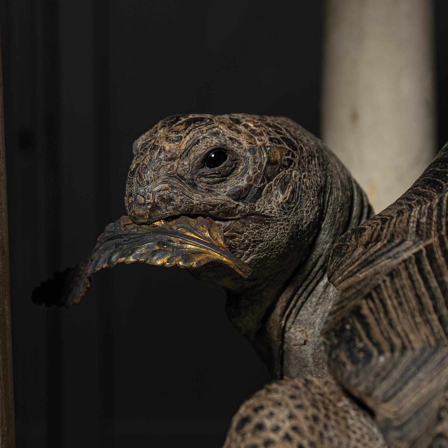 Fine Taxidermy Aldabra Giant Tortoise by Sinke & Van Tongeren 7